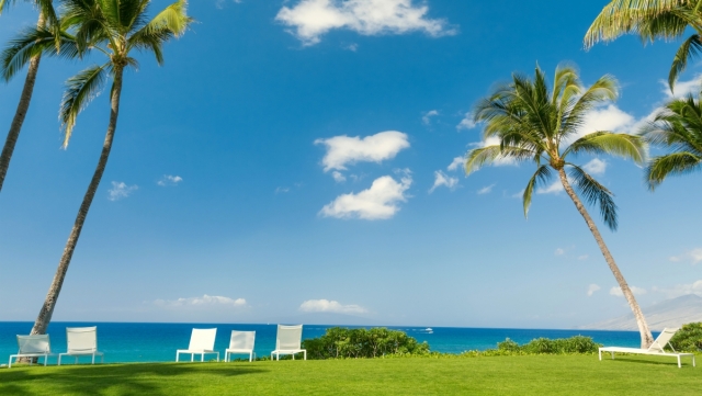 园林绿化隔离带苗木